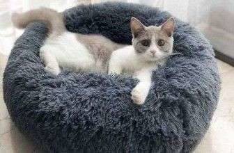 Artículos para mascotas: limpiador de patas; mantas y pufs