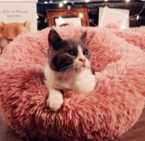 Cama para gatos